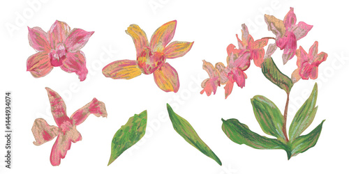 Spring clip art of orchid flowers drawn with wax crayons on white isolated background. Children's botanical collection of oil pastel illustrations. Designs for greeting cards, stickers, posters.