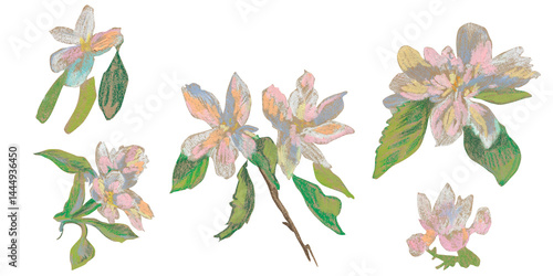Spring clip art of sakura flowers drawn with wax crayons on white isolated background. Children's botanical collection of oil pastel illustrations. Designs for greeting cards, stickers, posters.