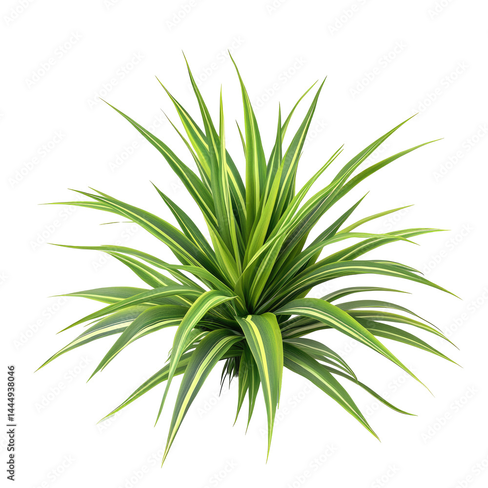 Lush, radiating plant with vibrant green and yellow striped leaves Lush, radiating plant with vibrant green and yellow striped leaves