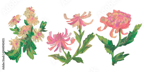 Spring clip art of chrysanthemum flowers drawn with wax crayons on white isolated background. Children's botanical collection of oil pastel illustrations. Designs for greeting cards, stickers,posters.