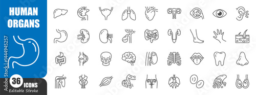 Human internal organs . Medical outline icon . Editable stroke . Vector .