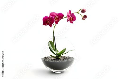 Wallpaper Mural pink orchid flower Torontodigital.ca