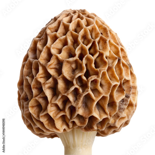Brown mushroom illustration for mushroom hunting and culinary food use