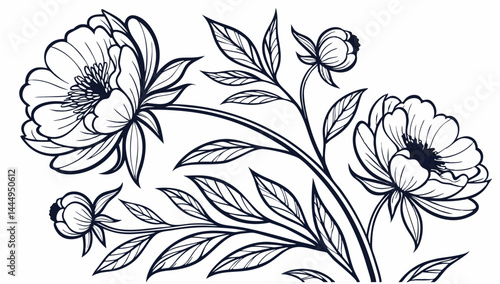 Detailed line art illustration of blooming peonies with leaves and stems on a white background design