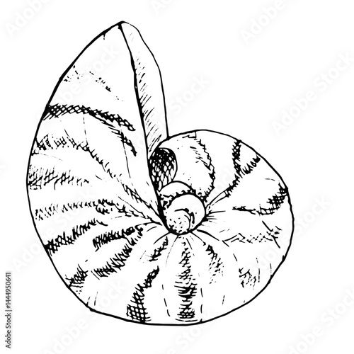 Nautilus clam shell, black and white ink sketch. Vector marine illustration. A seashell, round with stripes, isolated on a white background. For posters, postcards, wallpapers, decor 