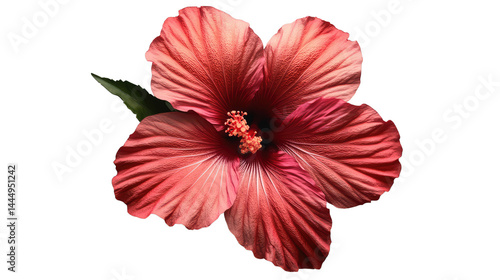 Vibrant Hibiscus Flower with Rich Red and Pink Petals Displaying Intricate Texture and Detail Against a Clean Background Ideal for Floral and Nature Themes