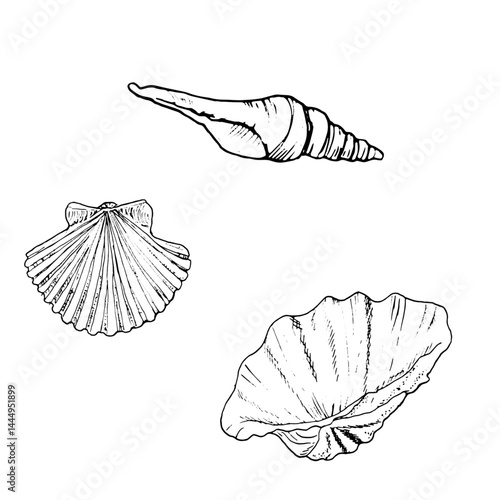 Shells of oceanic bivalves, black and white ink sketch. Vector marine illustration. A set of round and spiral hippopus and strombus seashells from the ocean floor is isolated on a white background. 