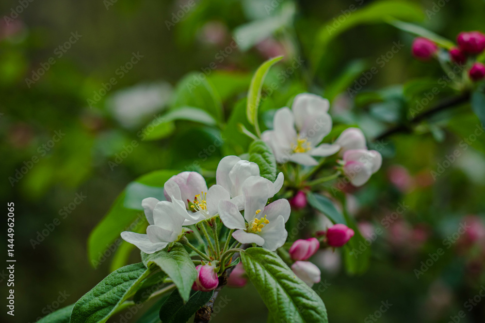 Flowers on a branch of white cherry, white sakura in the garden