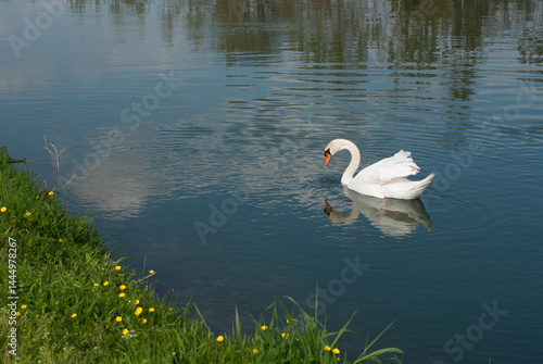 cigno nel canale d'acqua in cerca di cibo