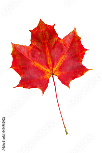 Vibrant red autumn maple leaf on white background
