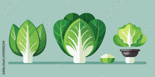 Vector illustration of raw organic cauliflower in various angles