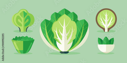 Vector illustration of raw organic cauliflower in various angles
