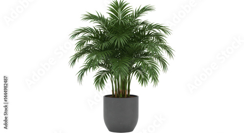 Fotografie Isolated Areca Palm Tree in Pot