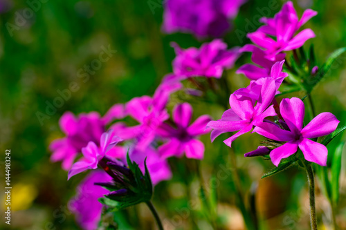 A patch of bright pink downy phlox standing tall in early morning sun