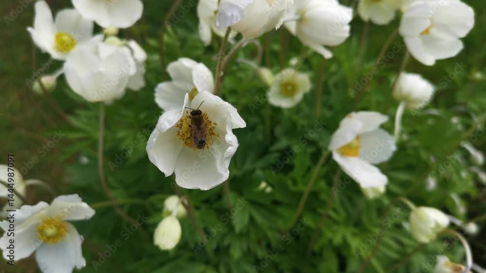 A white anemone bloomed in the garden in close-up. A beautiful fragile flower on a blurred green background of the garden. Horizontal natural spring background. Bees collect nectar. A blooming garden A white anemone bloomed in the garden in close-up. A beautiful fragile flower on a blurred green background of the garden. Horizontal natural spring background. Bees collect nectar. A blooming garden