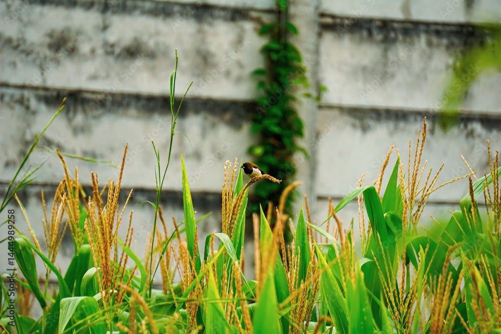 Obraz premium Small sparrow perched on a corn leaf, showcasing its vibrant plumage.