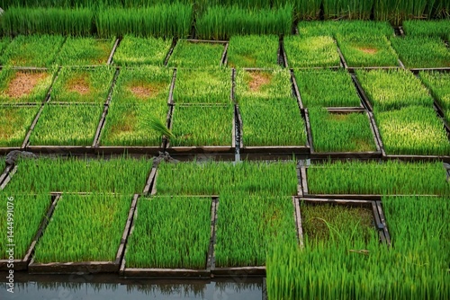 Vibrant green rice seedlings in a tray, a sign of a bountiful harvest.