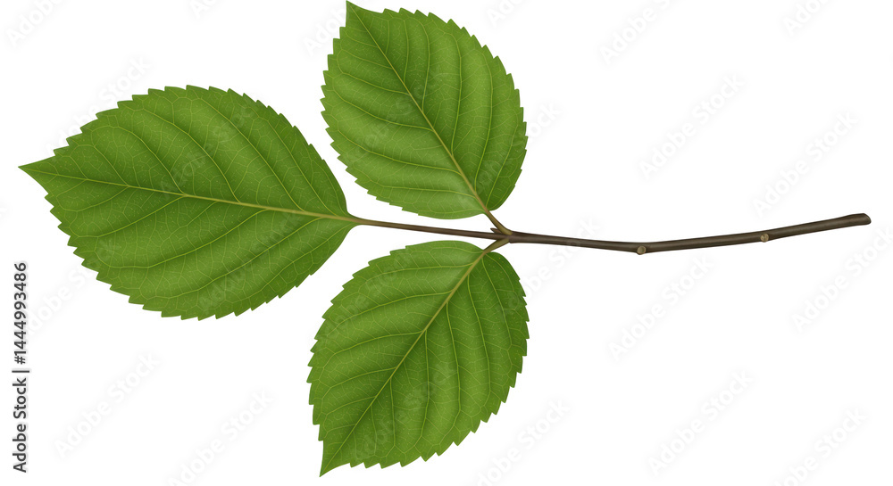 Isolated Green Leaves on a Branch Isolated Green Leaves on a Branch