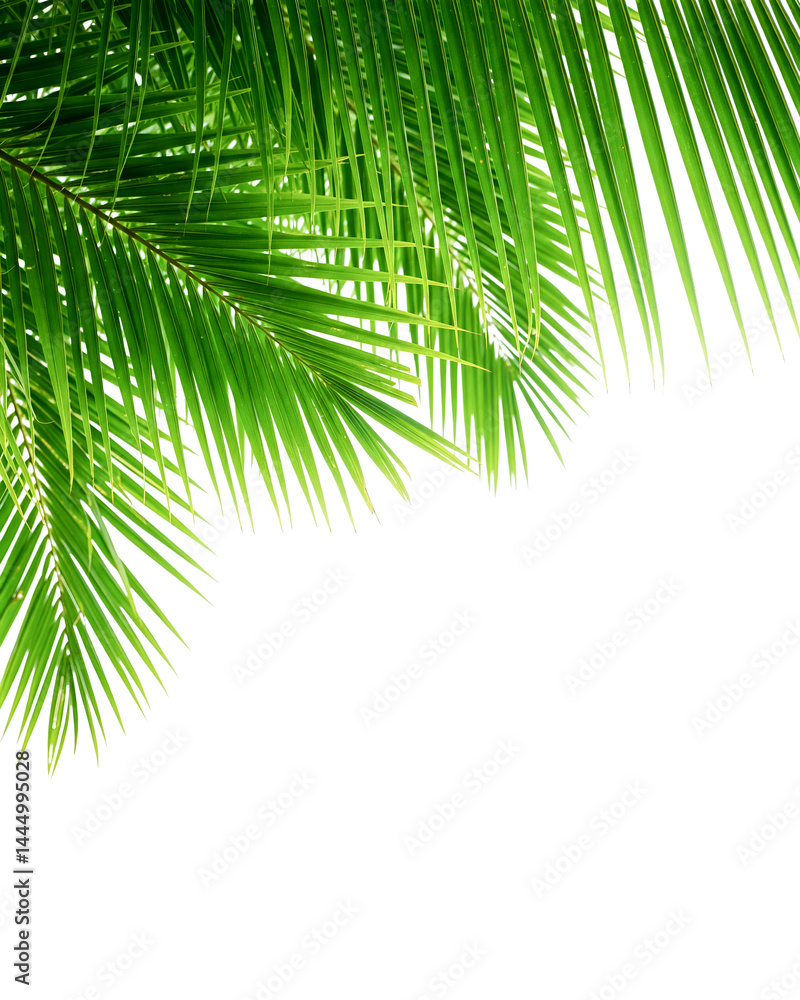 Fototapeta premium Green palm leaf in corner isolated on white background