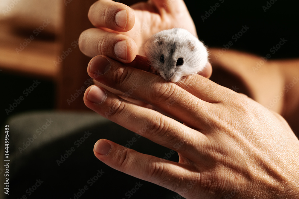 Small white hamster exploring a hand in a cozy indoor setting during the evening hours