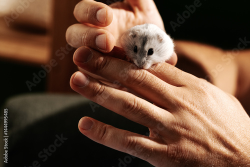 Obraz na płótnie Small white hamster exploring a hand in a cozy indoor setting during the evening hours w salonie