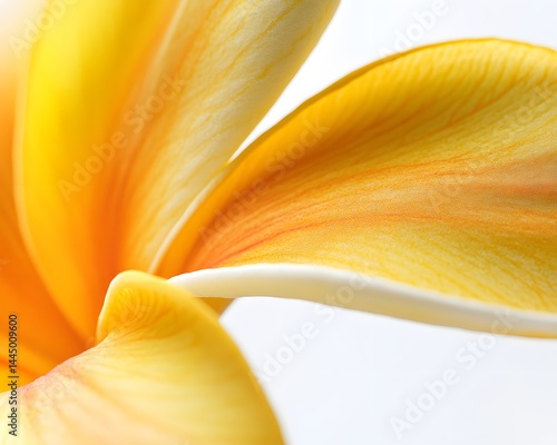Yellow Frangipani Macro Shot