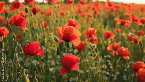 Poppies field sunset. Bright scarlet flowers in the orange sunset light. Warm atmospheric summer landscape. Natural background for design, wallpaper, paintings. Wild wildflowers in the setting sun