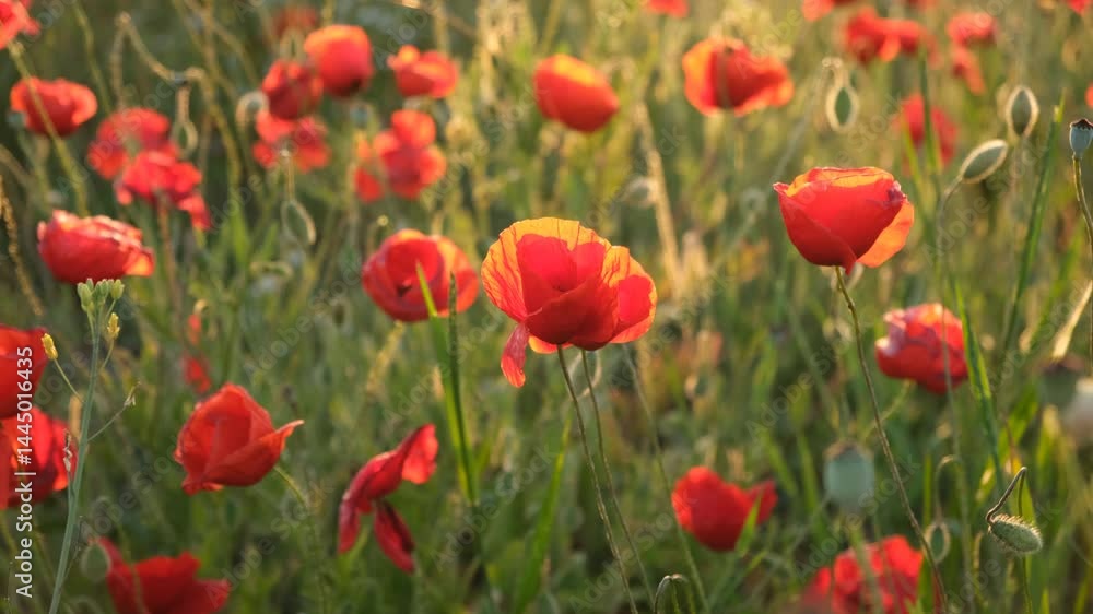 Poppies field sunset. Bright scarlet flowers in the orange sunset light. Warm atmospheric summer landscape. Natural background for design, wallpaper, paintings. Wild wildflowers in the setting sun Poppies field sunset. Bright scarlet flowers in the orange sunset light. Warm atmospheric summer landscape. Natural background for design, wallpaper, paintings. Wild wildflowers in the setting sun