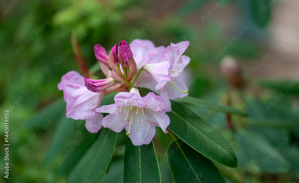 Beautiful and delicate azalea flowers decorated the bushes of the plant. Beautiful and delicate azalea flowers decorated the bushes of the plant.