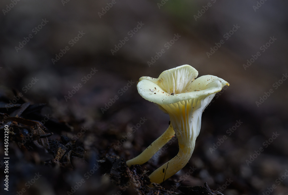 Yellow chanterelle in the forest of Hunua Ranges. Auckland.