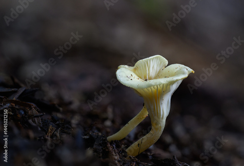 Obraz na płótnie Yellow chanterelle in the forest of Hunua Ranges. Auckland. w salonie