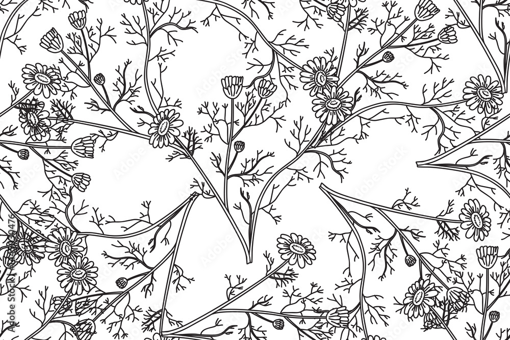 Line art botanical seamless floral pattern with flowers chamomile vector illustration. Black outline repeating daisy plants in white background. Graphic design for Fashion Cover Textile Wedding Print Line art botanical seamless floral pattern with flowers chamomile vector illustration. Black outline repeating daisy plants in white background. Graphic design for Fashion Cover Textile Wedding Print
