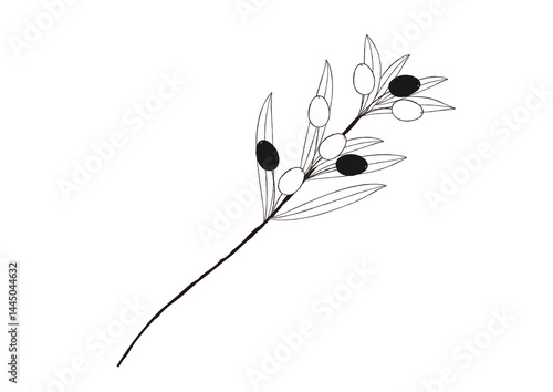 ナチュラルなオリーブの手描き風の線画　一枝のオリーブ