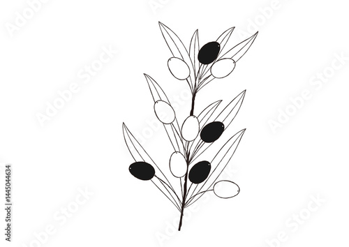 ナチュラルなオリーブの手描き風の線画　一枝のオリーブ
