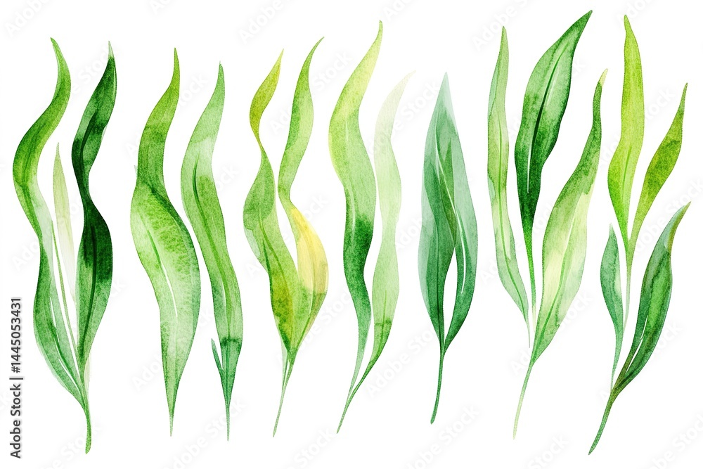 Watercolor Collection of Green Algae, Seaweed Leaves on White Backdrop Watercolor Collection of Green Algae, Seaweed Leaves on White Backdrop