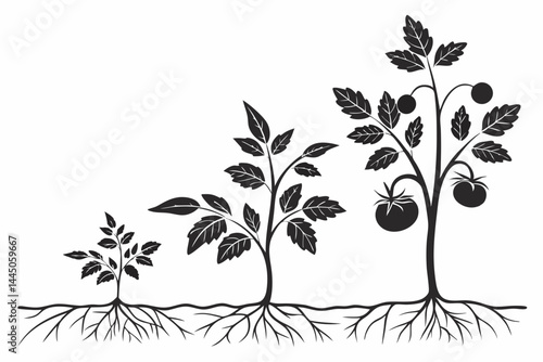 omato Plant Growth Stages Silhouette with Roots Illustration.