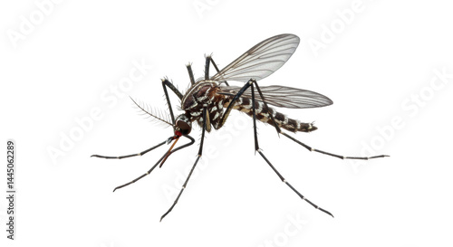 Konstfotografi Isolated Mosquito