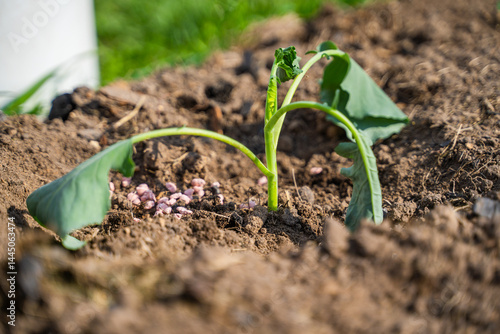 Cabbage sprout dropped leaves in the heat, mineral fertilizer near the seedling
