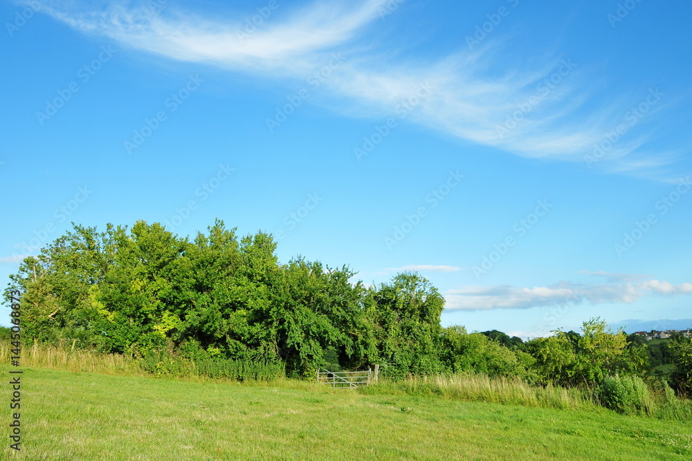 Obraz premium Green field and blue sky with white wispy clouds