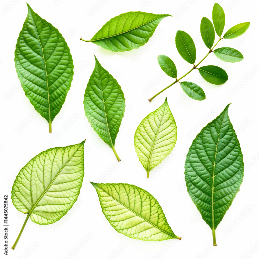 A high-resolution collection of vibrant green leaves with varied shapes and intricate details, highlighting the beauty of nature in full bloom. A high-resolution collection of vibrant green leaves with varied shapes and intricate details, highlighting the beauty of nature in full bloom.