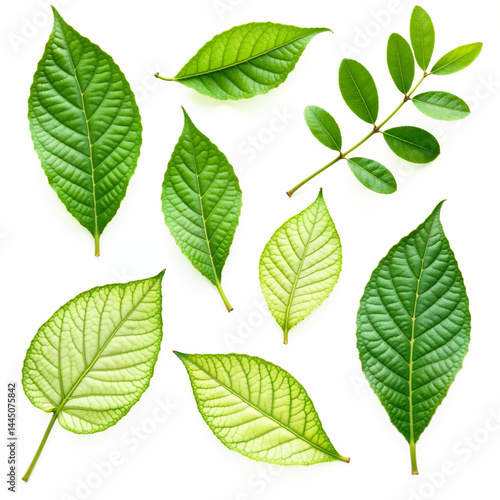A high-resolution collection of vibrant green leaves with varied shapes and intricate details, highlighting the beauty of nature in full bloom.