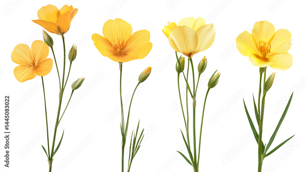 Beautiful Flax Flowers on Transparent Background - Professional Image for Designers Beautiful Flax Flowers on Transparent Background - Professional Image for Designers