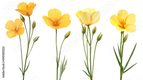 Wallpaper Mural Beautiful Flax Flowers on Transparent Background - Professional Image for Designers Torontodigital.ca