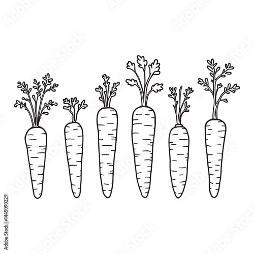 Simple line art vector of freshly harvested baby carrots