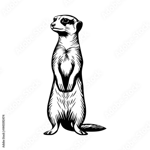 Alert Meerkat Sentinel: A single meerkat stands tall, a vigilant guardian in its natural habitat, its alert gaze fixed forward.