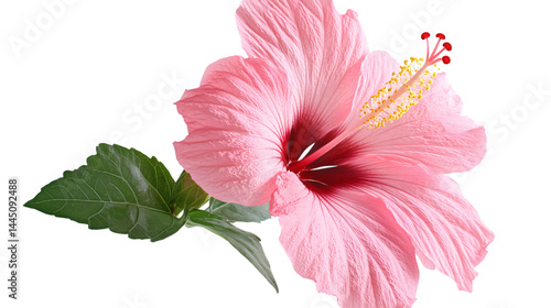 Vibrant Pink Hibiscus Flower on Transparent Background