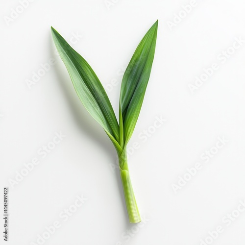 Wallpaper Mural Bright Green Plant Sprout on White Background Torontodigital.ca