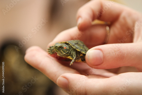 Wow. Mini ninja turtle in the palm of your hand