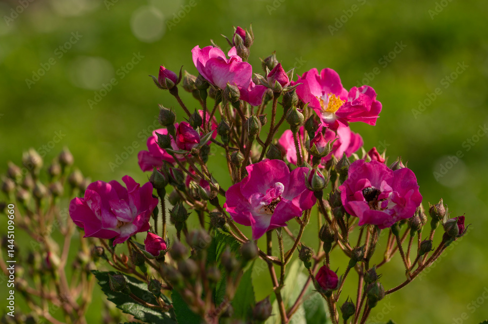 Rose flowers of the Rosaceae family, modern hybrid roses. International competition Rose flowers of the Rosaceae family, modern hybrid roses. International competition