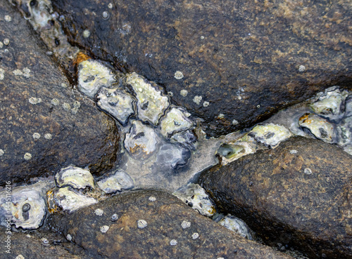 Wallpaper Mural A rock with a lot of shells on it Torontodigital.ca